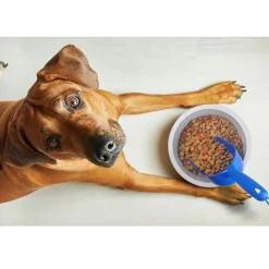 Van Ness Pet Food Scoop, Color Varies
