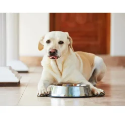 Van Ness Plastics Stainless Steel No-Tip Dish