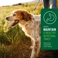 VetIQ Probiotic Soft Chew Supplement for Dogs (60 soft chews)