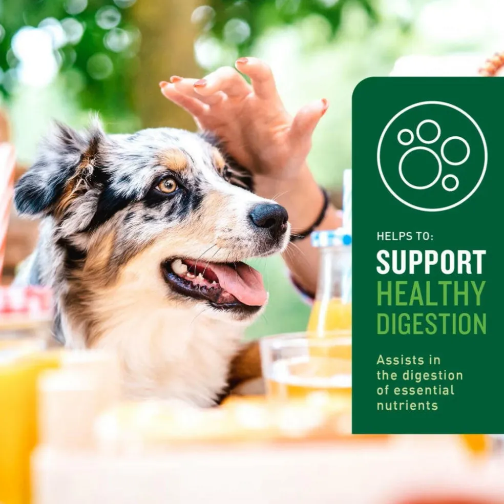 VetIQ Probiotic Soft Chew Supplement for Dogs (60 soft chews)