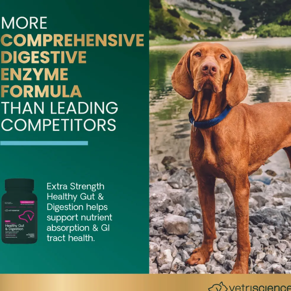 VetriScience Extra Strength Healthy Gut & Digestion Tablets for Dogs (120 Chewable Tablets)