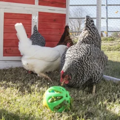 Ware Peck-N-Play Chicken Ball Toy