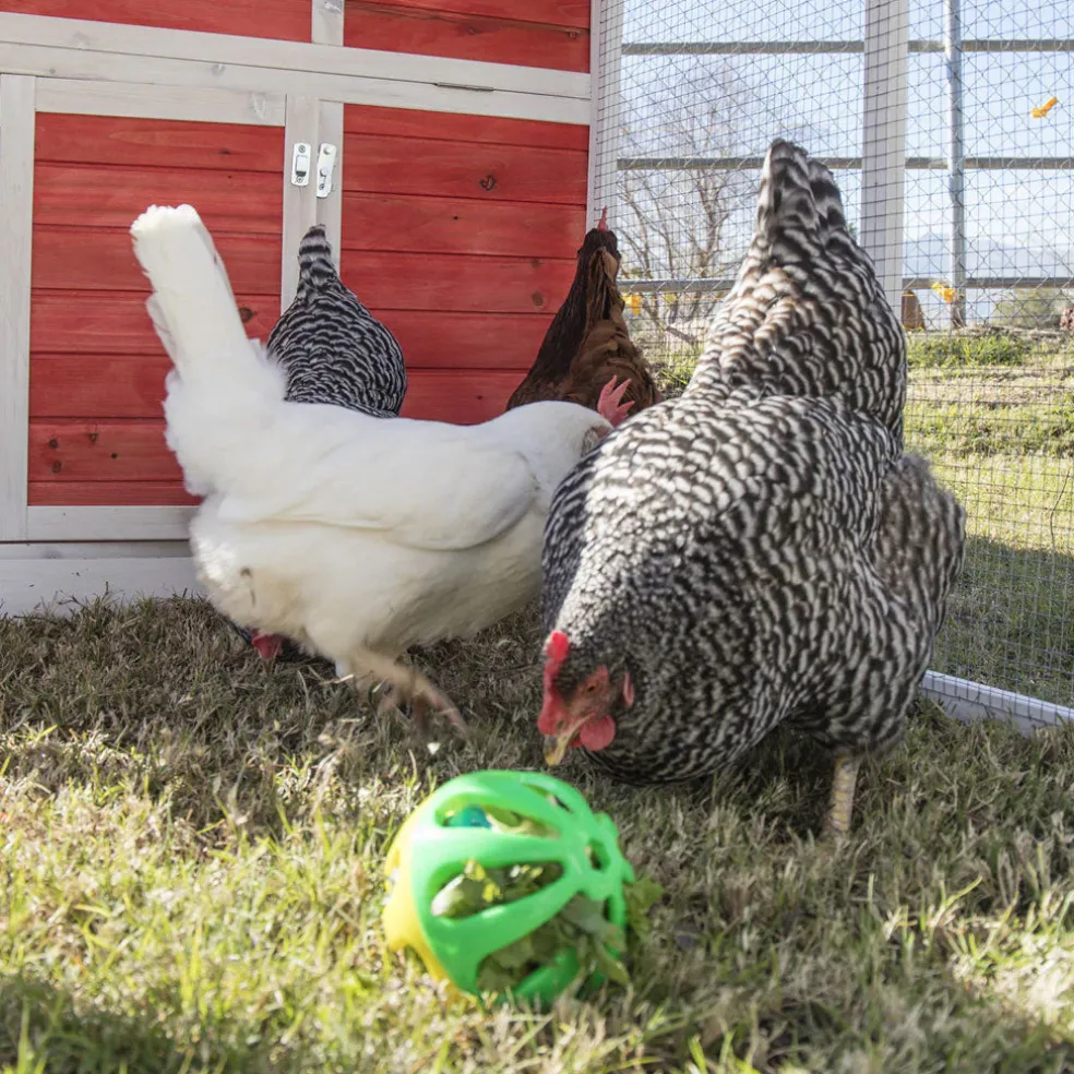 Ware Peck-N-Play Chicken Ball Toy