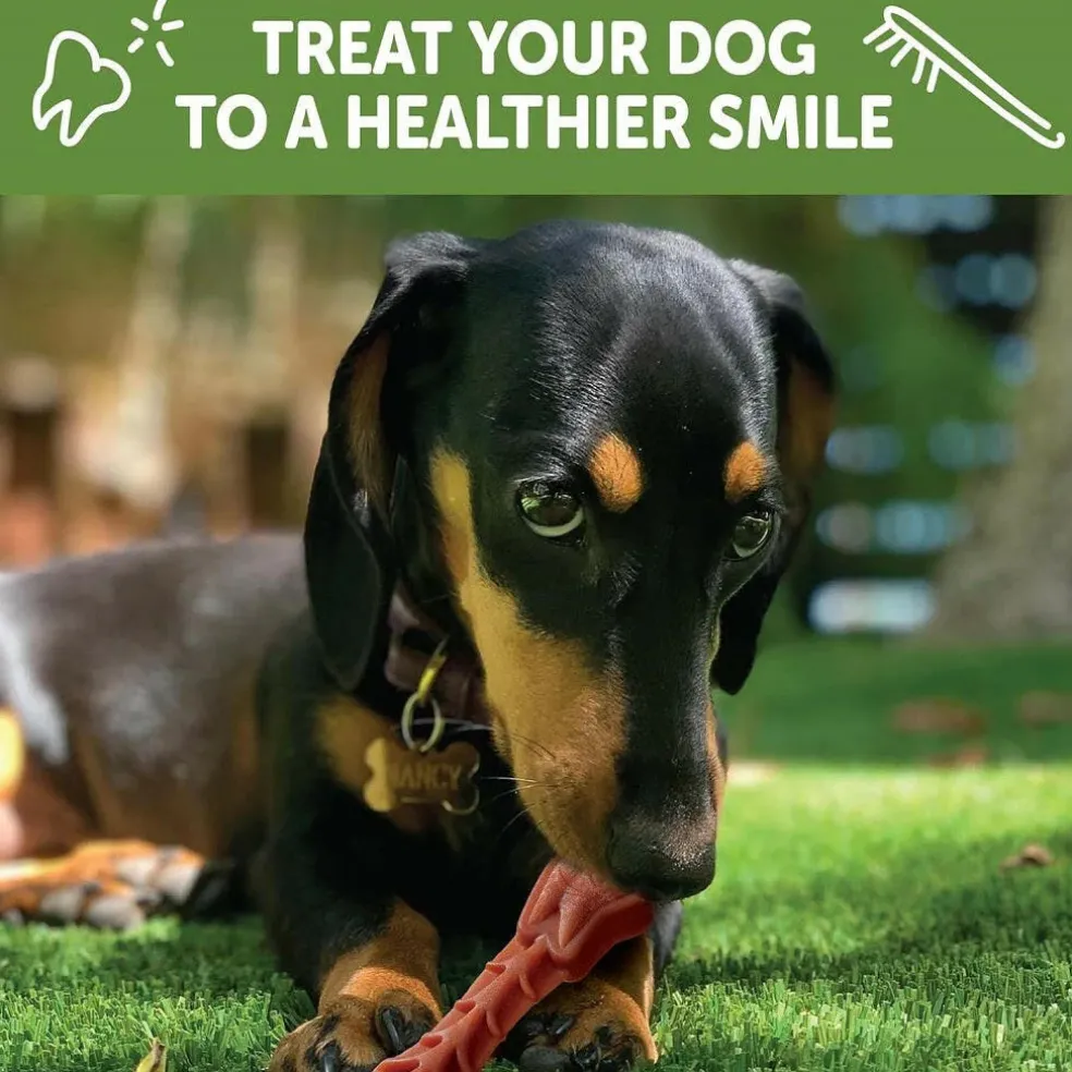 Whimzees Daily Use Pack Dental Treats For Dogs Extra Small Brushzees (7.4 oz)