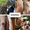 WINPRO Dog Allergy Relief (60 Chews)
