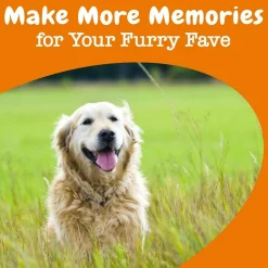 Zesty Paws Senior Advanced Cognition Bites Chicken Flavored Chews for Dogs (90 ct)