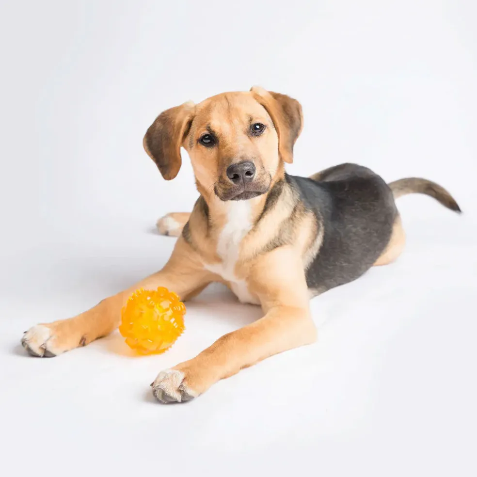 ZippyPaws ZippyTuff Squeaker Ball Dog Toy, Color Varies, 1-count