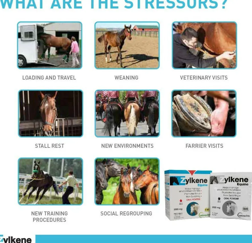 Zylkene Equine Behavior Support for Horses (20 packets)